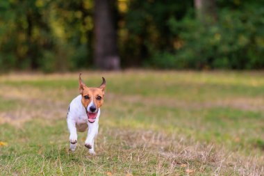 Sevimli bir Jack Russell Terrier köpeği doğada koşar. Seçici odaklı evcil hayvan portresi ve metin için alanı kopyala