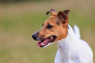 Bulanık doğa geçmişi olan Jack Russell Terrier cinsinin sevimli köpeği. Seçici odaklı evcil hayvan portresi ve metin için alanı kopyala