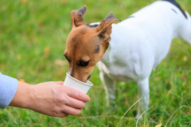 Şirin bir Jack Russell Terrier köpeği doğadaki bir kağıt bardaktan su içer. Seçici odaklı evcil hayvan portresi ve metin için alanı kopyala