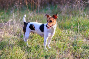 Tatlı Jack Russell Terrier köpeği temiz havada yürüyüş yapıyor. Seçici odaklı evcil hayvan portresi ve metin için alanı kopyala