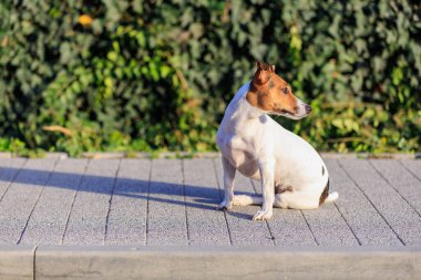 Evin yanındaki kaldırımda duran sevimli Jack Russell Terrier köpeği. Seçici odaklı evcil hayvan portresi ve metin için alanı kopyala