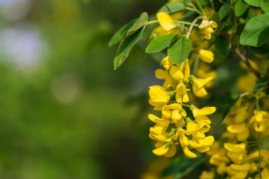 Bobovnik ağacında çiçekler ya da altın yağmurda. Şehir çevresini yeşillendiriyor. Seçici odak ve kopyalama alanı olan arkaplan