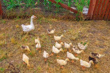 Köydeki kazlar. Seçici odaklı arkaplan ve metin için alanı kopyala