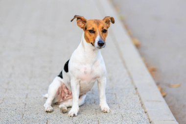 Sevimli bir Jack Russell Terrier köpeği kaldırımda komik bir şekilde oturur. Seçici odaklı evcil hayvan portresi ve metin için alanı kopyala