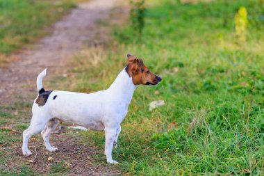 Sevimli bir Jack Russell Terrier köpeği parkta yürüyor. Seçici odaklı evcil hayvan portresi ve metin için alanı kopyala