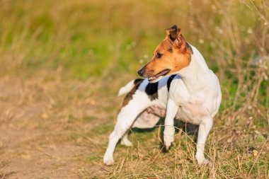 Tatlı bir Jack Russell Terrier köpeği ormandaki bir açıklıkta yürüyor. Seçici odaklı evcil hayvan portresi ve metin için alanı kopyala