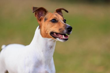 Bulanık doğa geçmişi olan Jack Russell Terrier cinsinin sevimli köpeği. Seçici odaklı evcil hayvan portresi ve metin için alanı kopyala