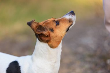 Sevimli bir Jack Russell Terrier köpeği bir insandan doğada yiyecek ister. Seçici odaklı evcil hayvan portresi ve metin için alanı kopyala