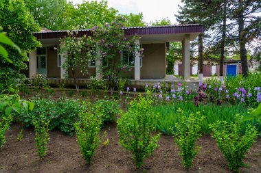 Çiçeklerle süslenmiş. Seçici odaklı arkaplan ve metin için alanı kopyala.