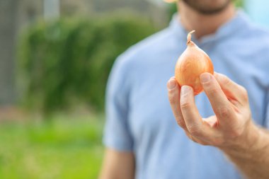 Bir adamın eli soğanı tutar. Bulanık arkaplan ve metin için kopyalama alanı olan ellere seçici odak.
