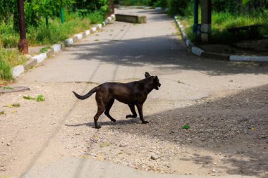 Evsiz köpek. Seçici odaklı arkaplan ve metin için alanı kopyala