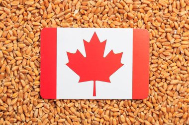 Buğday tarlasında Kanada bayrağı. Tahıl anlaşması ve dünya gıda güvenliği kavramı. Doku veya arkaplan