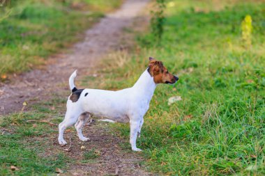 Sevimli bir Jack Russell Terrier köpeği parkta yürüyor. Seçici odaklı evcil hayvan portresi ve metin için alanı kopyala