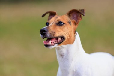 Bulanık doğa geçmişi olan Jack Russell Terrier cinsinin sevimli köpeği. Seçici odaklı evcil hayvan portresi ve metin için alanı kopyala