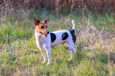Tatlı Jack Russell Terrier köpeği temiz havada yürüyüş yapıyor. Seçici odaklı evcil hayvan portresi ve metin için alanı kopyala