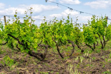 Elit şarap üzüm tarlaları. Seçici odaklı arkaplan veya arkaplan ve metin için alanı kopyala.