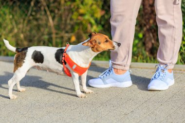 Evcil bir memelinin yanında duran bir insanın bacağı..