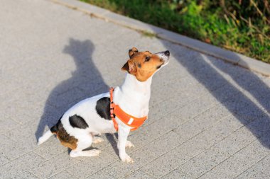 Şirin Jack Russell Terrier köpeği şehirde yürürken yemek istiyor. Seçici odaklı evcil hayvan portresi ve metin için alanı kopyala
