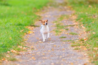 Sevimli bir Jack Russell Terrier köpeği parkta yol boyunca koşar. Seçici odaklı evcil hayvan portresi ve metin için alanı kopyala