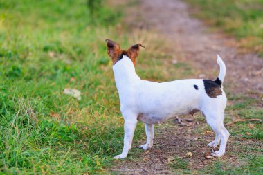 Sevimli bir Jack Russell Terrier köpeği parkta yürüyor. Seçici odaklı evcil hayvan portresi ve metin için alanı kopyala