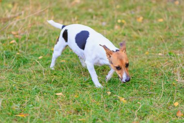 Tatlı bir Jack Russell Terrier köpeği ormandaki bir açıklıkta yürüyor. Seçici odaklı evcil hayvan portresi ve metin için alanı kopyala