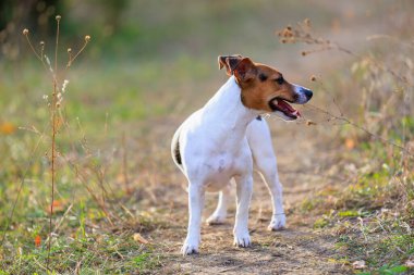 Tatlı Jack Russell Terrier köpeği temiz havada yürüyüş yapıyor. Seçici odaklı evcil hayvan portresi ve metin için alanı kopyala