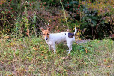 Sevimli bir Jack Russell Terrier köpeği doğada koşar. Seçici odaklı evcil hayvan portresi ve metin için alanı kopyala