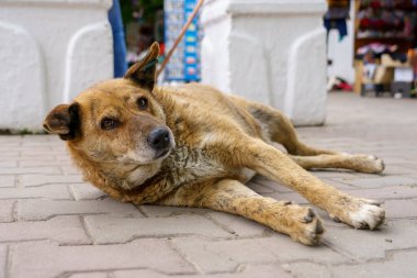 Evsiz köpek. Seçici odaklı arkaplan ve metin için alanı kopyala