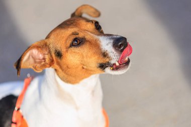 Evcil bir köpek yavrusu kadar sevimli..
