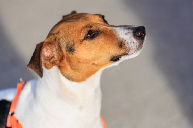 Jack Russell Terrier 'ın şirin köpeği, yakın plan. Seçici odaklı evcil hayvan portresi ve metin için alanı kopyala