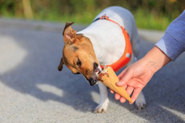 Jack Russell Terrier cinsinin sevimli köpeği şehirde yürürken dondurma yiyor. Seçici odaklı evcil hayvan portresi ve metin için alanı kopyala