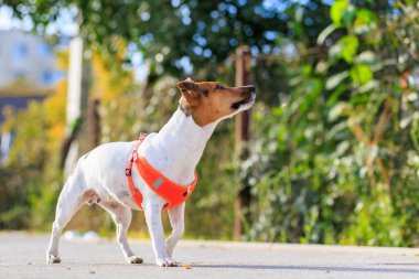 Şirin Jack Russell Terrier köpeği şehirde yürüyüşe çıkmış. Seçici odaklı evcil hayvan portresi ve metin için alanı kopyala