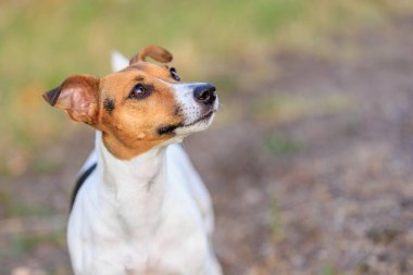 Sevimli bir Jack Russell Terrier köpeği bir insandan doğada yiyecek ister. Seçici odaklı evcil hayvan portresi ve metin için alanı kopyala