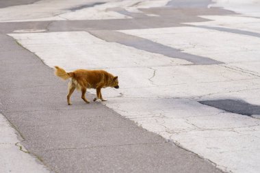 Evsiz köpek. Seçici odaklı arkaplan ve metin için alanı kopyala