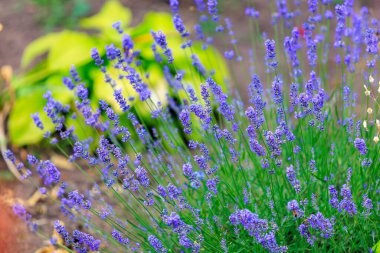 Çiçek tarlasında bir çiçek. Seçici odaklı arkaplan ve metin için alanı kopyala.