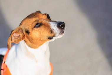 Sadık tazı tasmalı, sevimli köpek özellikleri olan tüylü yaratık..