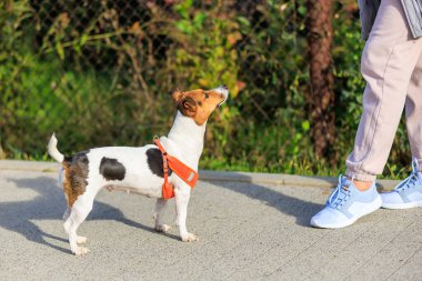 Sevimli bir köpek ve onun neşeli tüylü arkadaşı, sevgi ve dostluk gösteriyorlar..