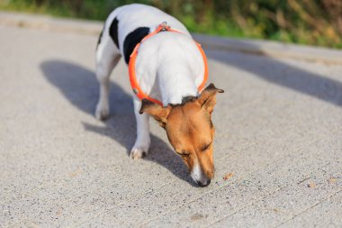 Şirin Jack Russell Terrier köpeği kaldırımda yemek yiyor. Seçici odaklı evcil hayvan portresi ve metin için alanı kopyala
