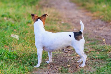 Sevimli bir Jack Russell Terrier köpeği parkta yürüyor. Seçici odaklı evcil hayvan portresi ve metin için alanı kopyala