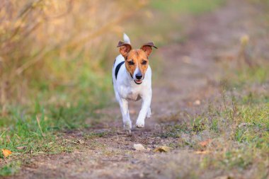 Sevimli bir Jack Russell Terrier köpeği bir adama doğru koşuyor. Seçici odaklı evcil hayvan portresi ve metin için alanı kopyala