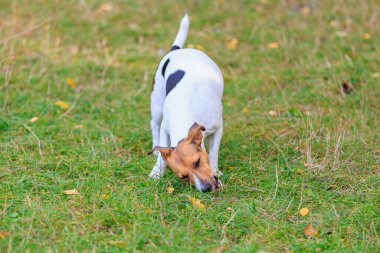 Tatlı bir Jack Russell Terrier köpeği ormandaki bir açıklıkta yürüyor. Seçici odaklı evcil hayvan portresi ve metin için alanı kopyala