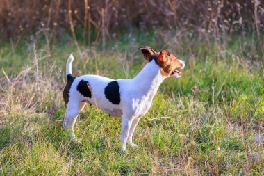 Tatlı Jack Russell Terrier köpeği temiz havada yürüyüş yapıyor. Seçici odaklı evcil hayvan portresi ve metin için alanı kopyala