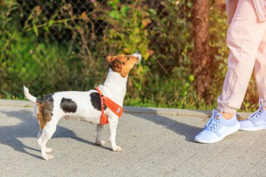 İnsan bacağının yanında dinlenen bir köpek..