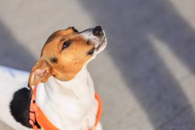 Jack Russell Terrier 'ın şirin köpeği, yakın plan. Seçici odaklı evcil hayvan portresi ve metin için alanı kopyala