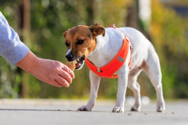 Şirin Jack Russell Terrier köpeği parkta yürürken dondurma yiyor. Seçici odaklı evcil hayvan portresi ve metin için alanı kopyala