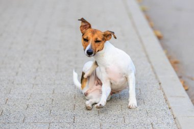 Sevimli bir Jack Russell Terrier köpeği yürürken arka patisiyle kendini kaşır. Seçici odaklı evcil hayvan portresi ve metin için alanı kopyala