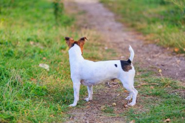 Sevimli bir Jack Russell Terrier köpeği parkta yürüyor. Seçici odaklı evcil hayvan portresi ve metin için alanı kopyala