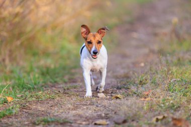 Sevimli bir Jack Russell Terrier köpeği bir adama doğru koşuyor. Seçici odaklı evcil hayvan portresi ve metin için alanı kopyala