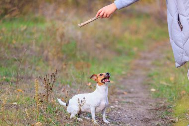 Tatlı Jack Russell Terrier köpeği eğitim sürecinde. Seçici odaklı evcil hayvan portresi ve metin için alanı kopyala