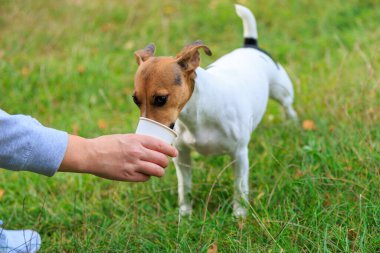 Şirin bir Jack Russell Terrier köpeği doğadaki bir kağıt bardaktan su içer. Seçici odaklı evcil hayvan portresi ve metin için alanı kopyala